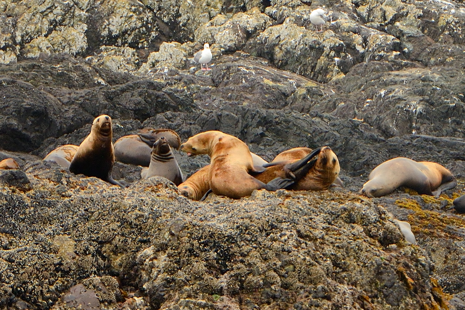 Robbenbank bei Tofino (Vancouver Island)