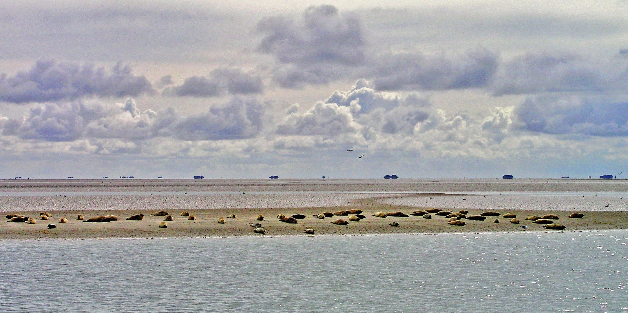 Robbenbank vor Amrum mit Blick auf die Halligen