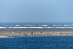 Robbenbank vor Borkum