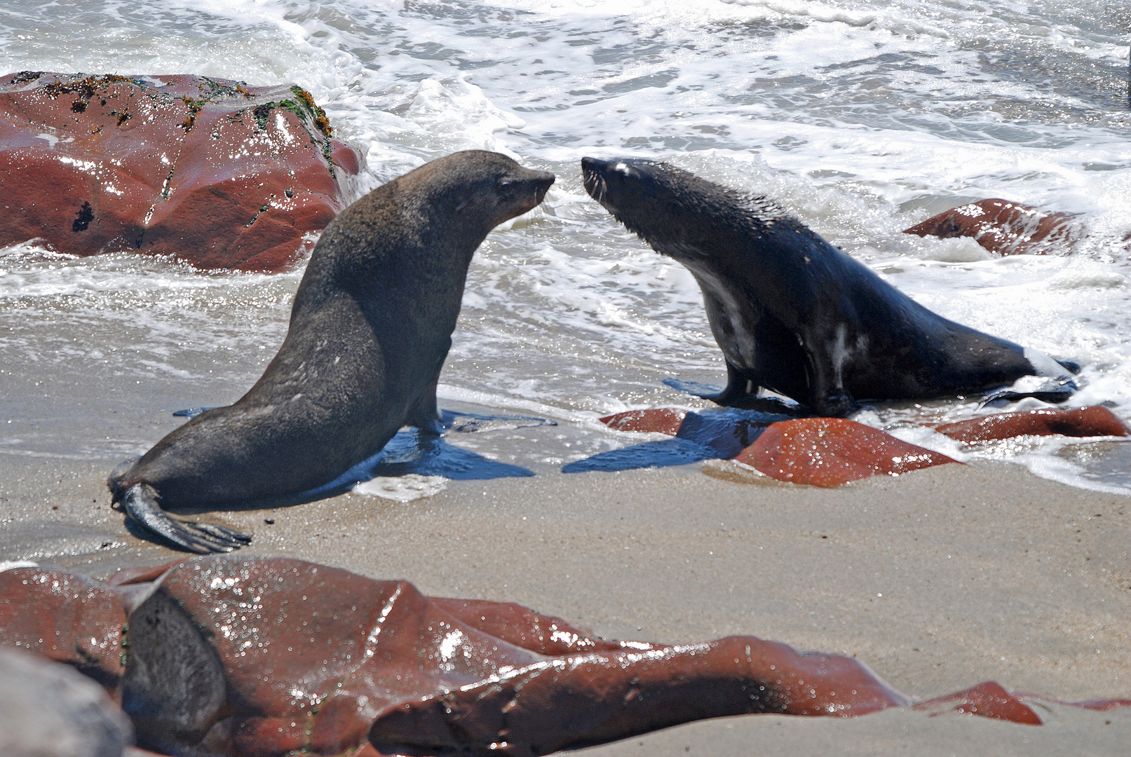 Robbenflirt in Cape Cross