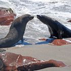 Robbenflirt in Cape Cross