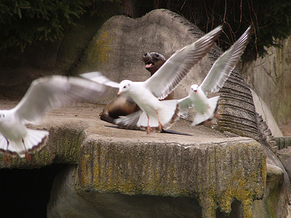 Robbenfütterung