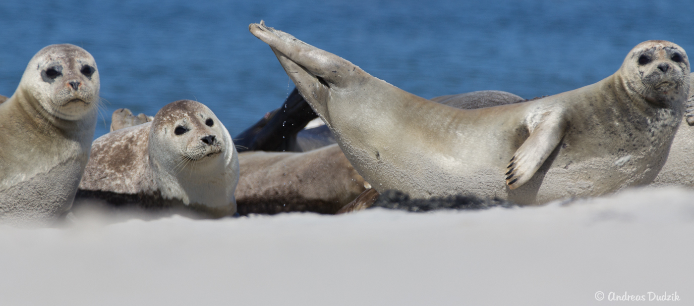 Robbengruppe am Strand