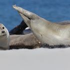 Robbengruppe am Strand