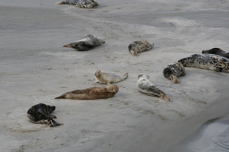 Robbeninsel Ameland