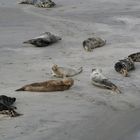 Robbeninsel Ameland