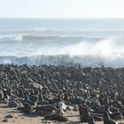 Robbenkolonie a, Cape Cross