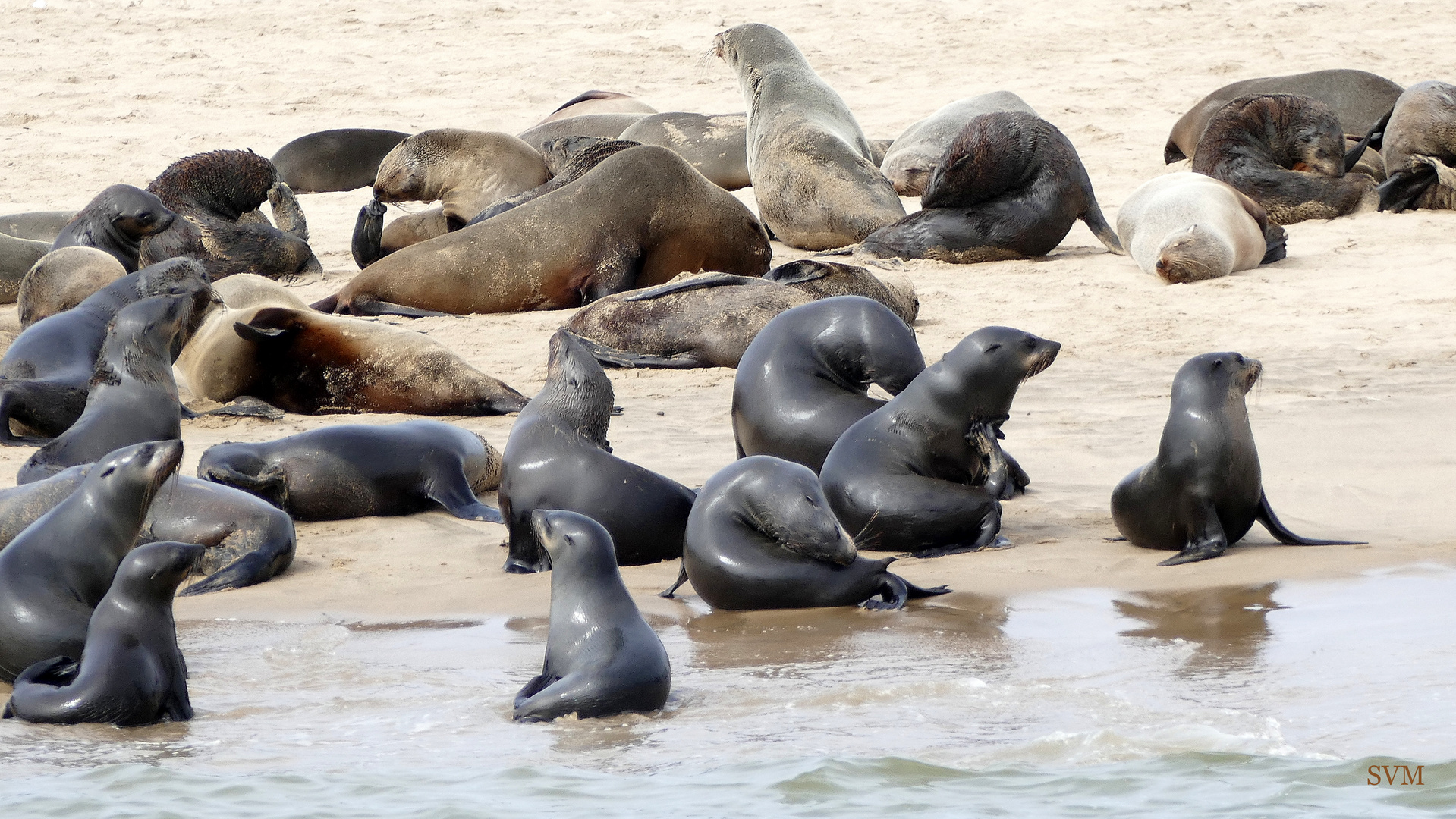 Robbenkolonie bei Walvis Bay in Namibia