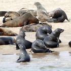 Robbenkolonie bei Walvis Bay in Namibia