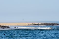 Robbenkolonie vor Swakopmund