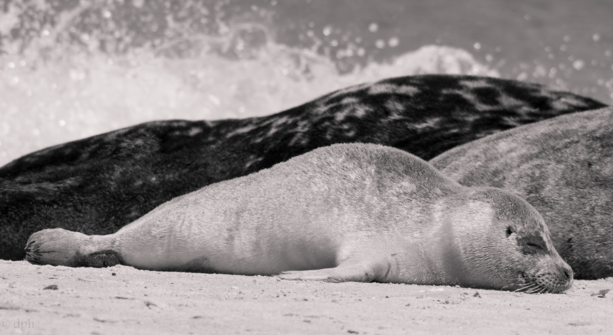 Robbenleben auf Helgoland