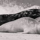 Robbenleben auf Helgoland