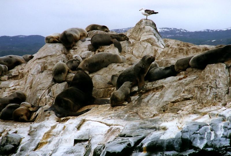 Robbenleben (Canal Beagle, Patagonien)