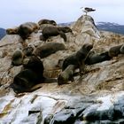 Robbenleben (Canal Beagle, Patagonien)