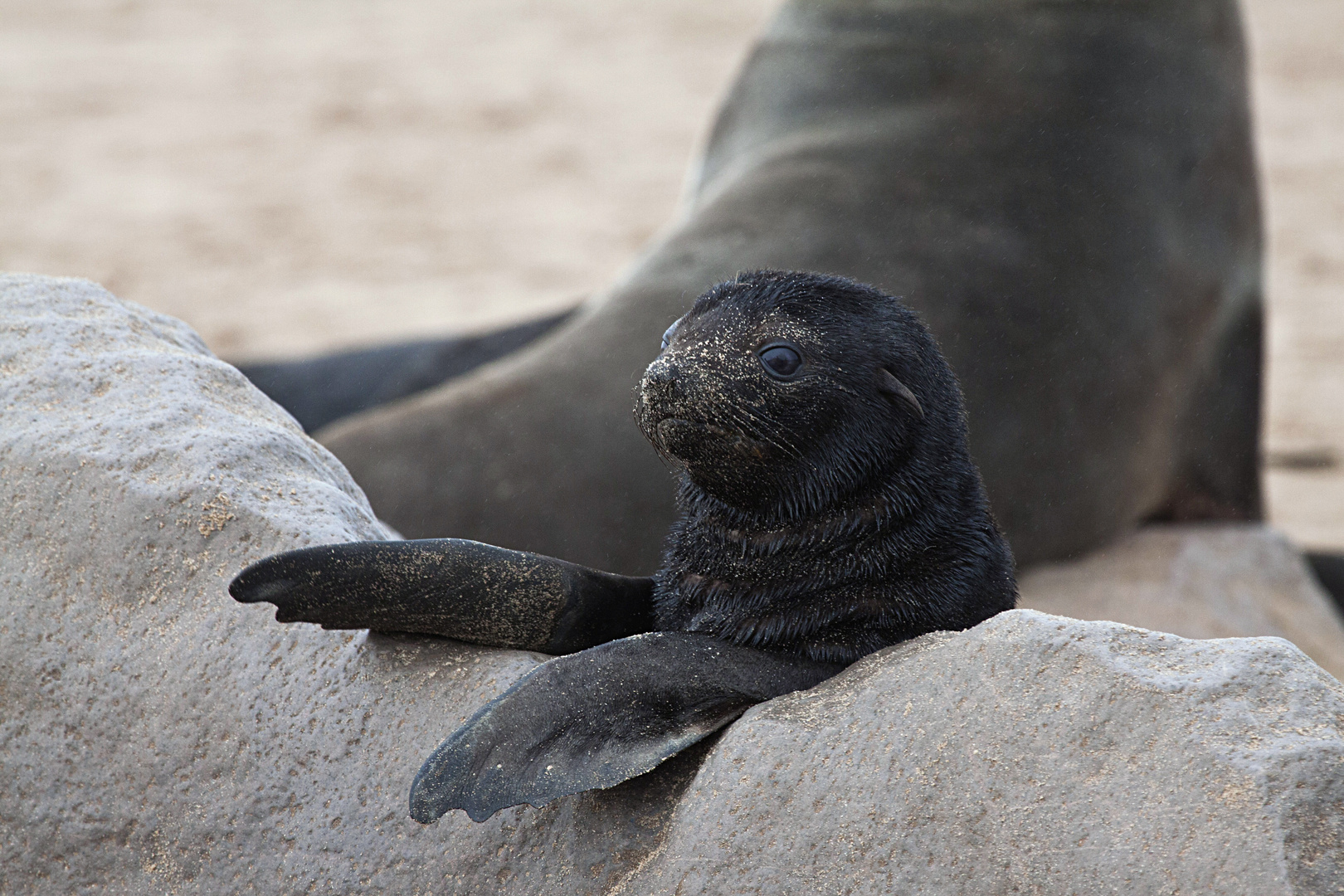 Robbennachwuchs am Cape Cross Namibia