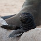 Robbennachwuchs am Cape Cross Namibia