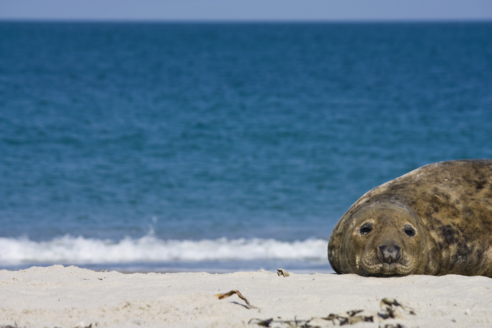 Robbenpause auf der Düne (Helgoland)