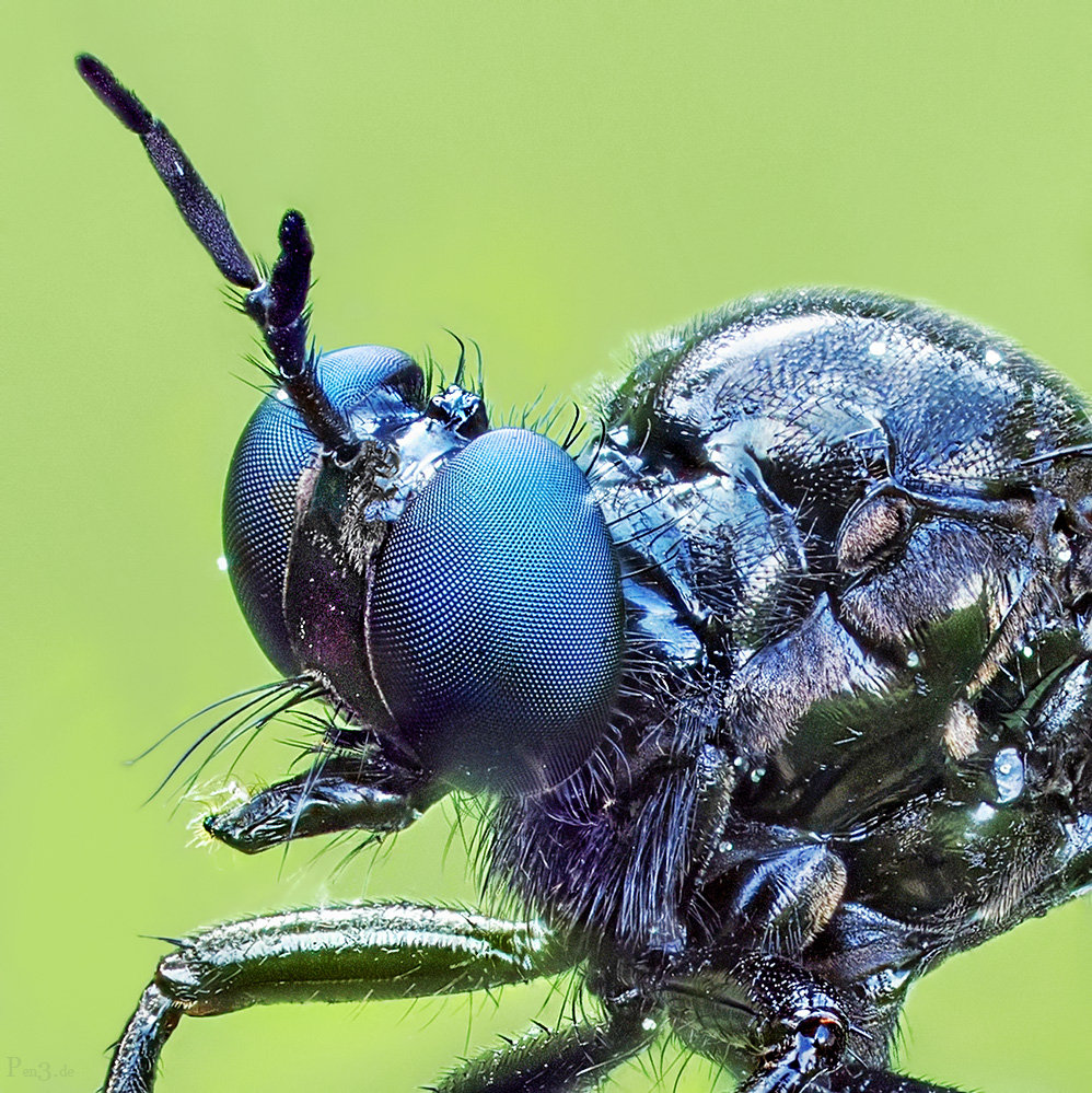 Robber Fly