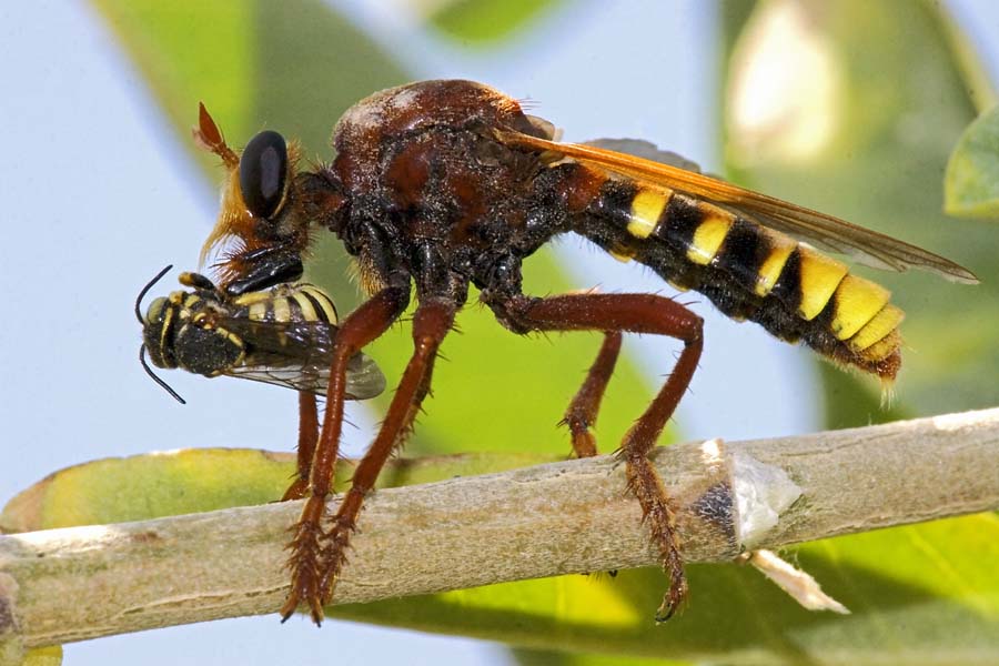 Robber Fly #2-1