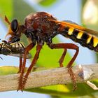 Robber Fly #2-1