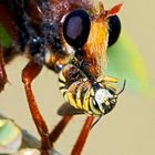 Robber Fly #2