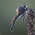Robber-Fly