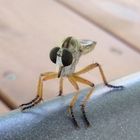 Robber Fly 