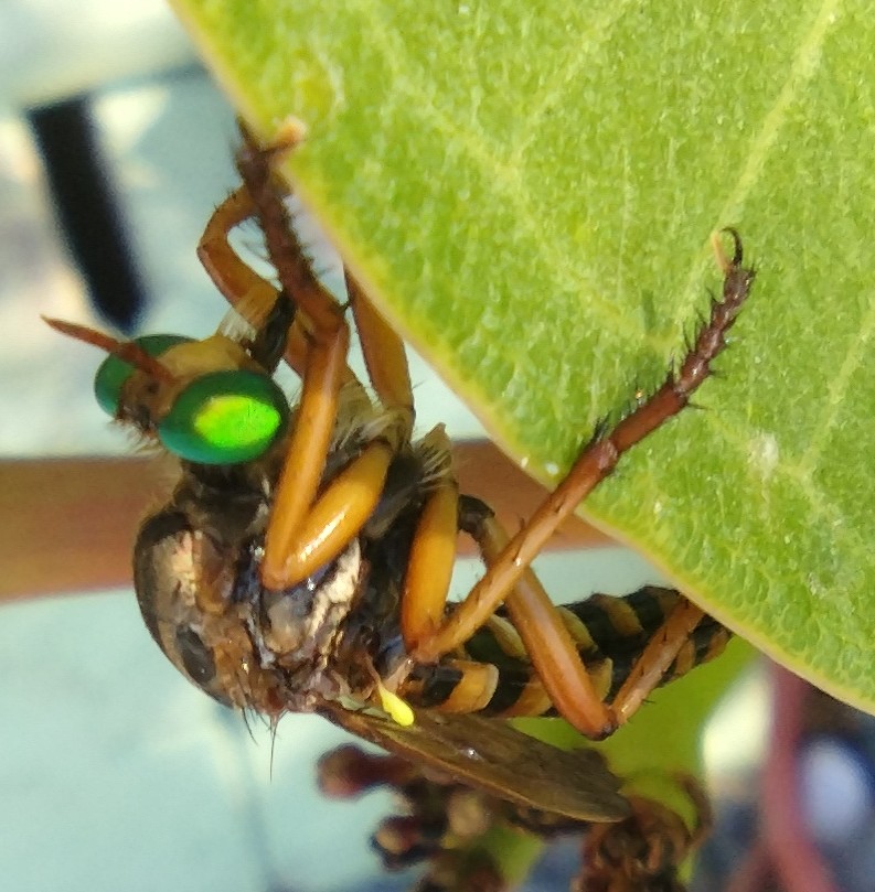 Robber Fly