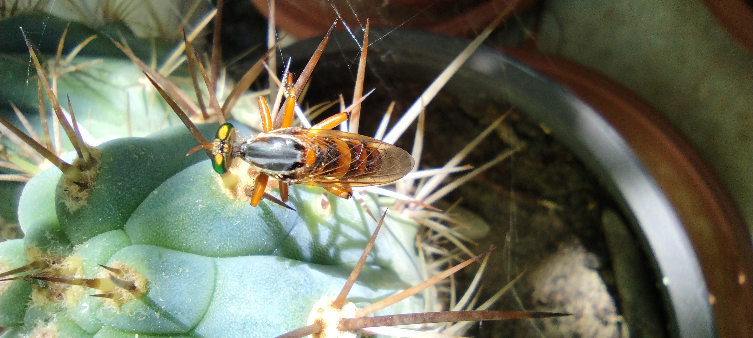 Robber Fly 