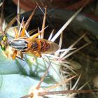 Robber Fly 