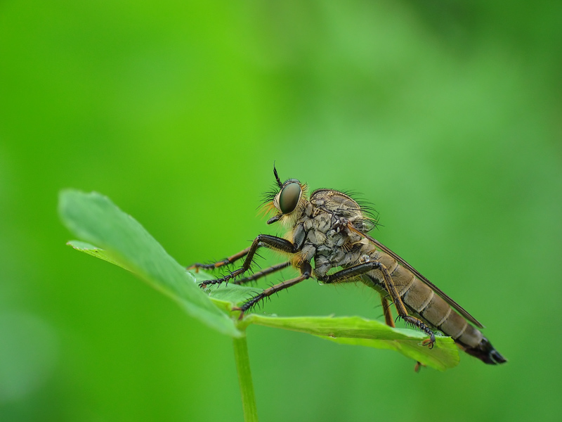 robber fly