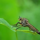 robber fly