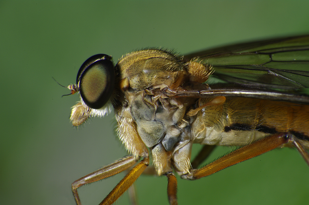 Robber Fly