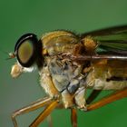 Robber Fly