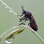 Robber Fly