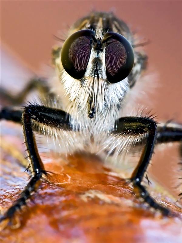 Robber fly