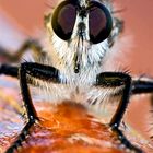 Robber fly