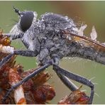 Robber Fly