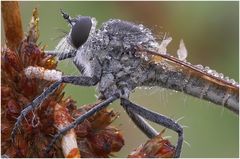 Robber Fly