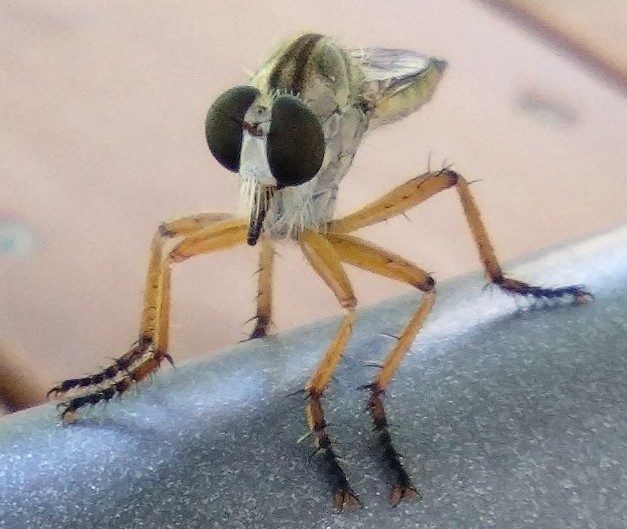 Robber Fly 