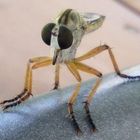 Robber Fly 