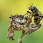 Robber Fly