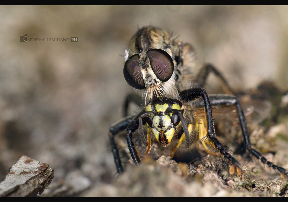 Robber fly killer