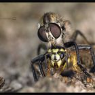 Robber fly killer