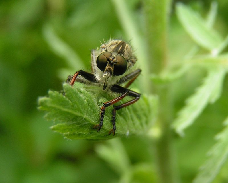 robber fly / Raubfliege