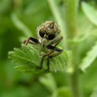 robber fly / Raubfliege