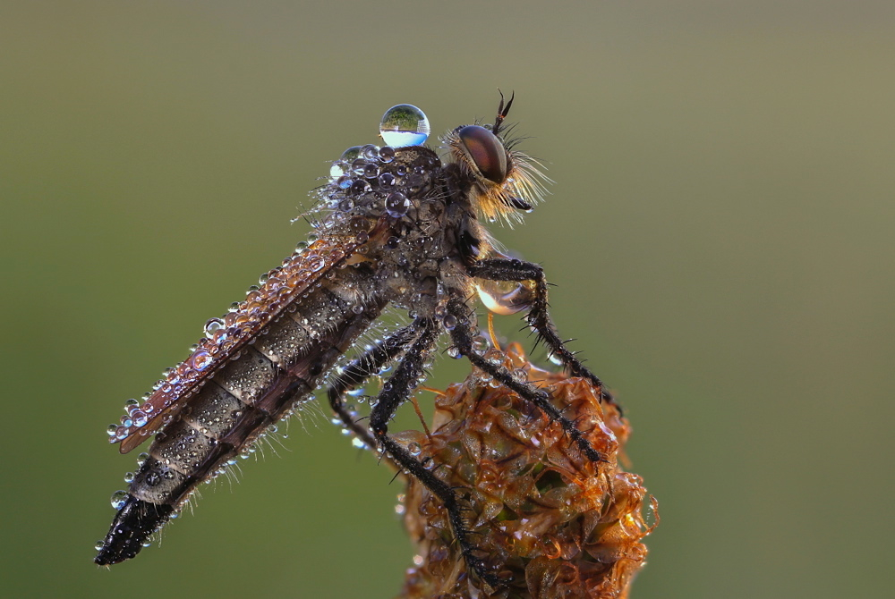 Robber fly…XVII