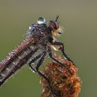 Robber fly…XVII