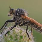 Robber fly…XX