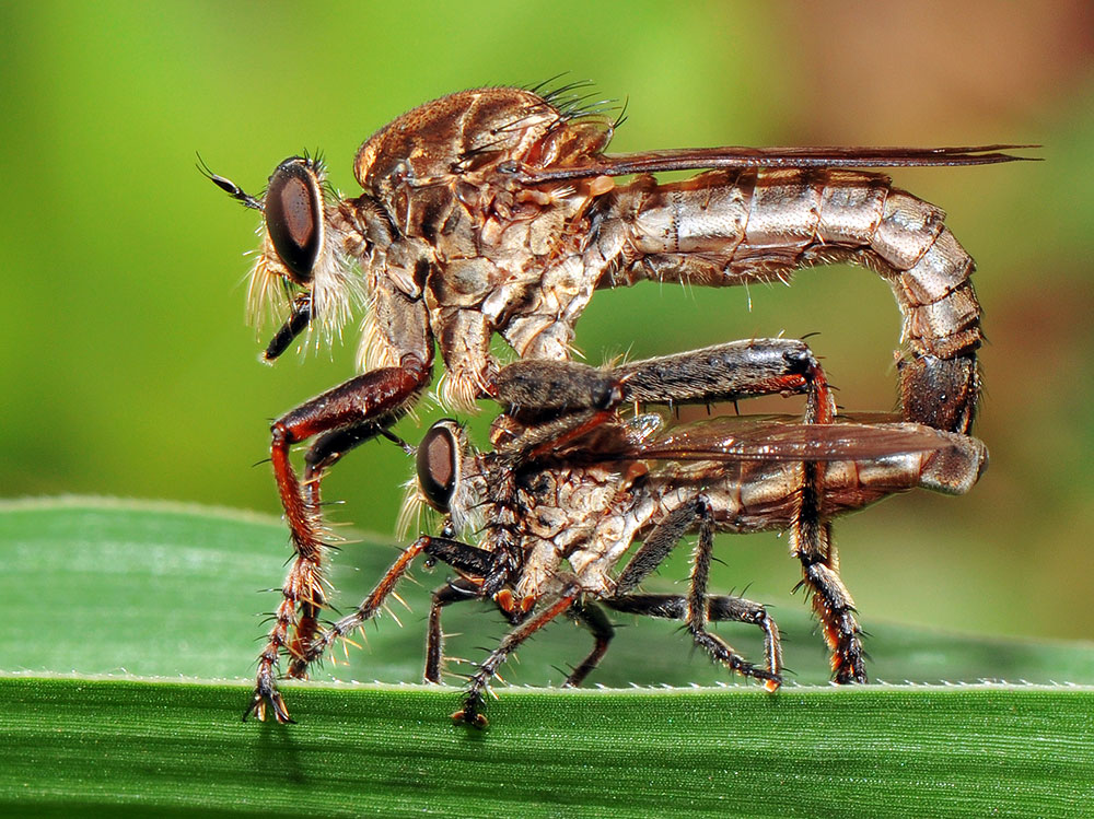 Robberfly